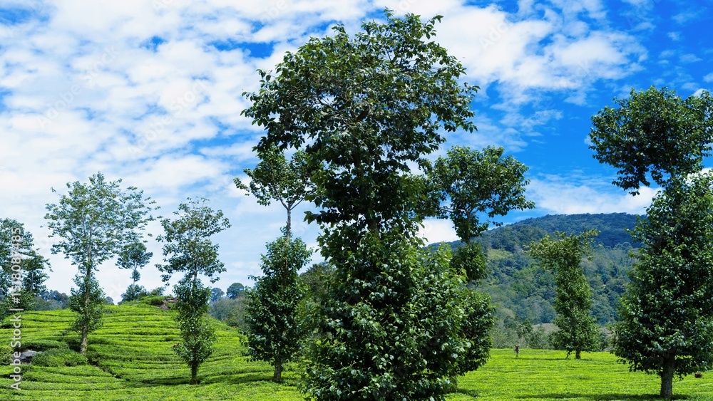 Obraz premium Tea Plantation in Lush Green Landscape
