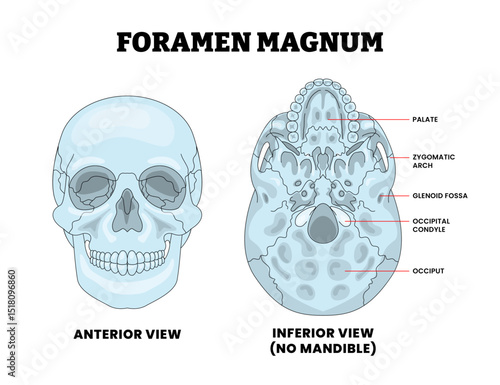 Foramen Magnum Great Hole in Human Skull Bone Structure Anatomy Diagram with Anterior and Posterior View, Educational Medical Poster Design Healthcare Scheme, Labeled Mandible, Jaw, Palate, Zygomatic.