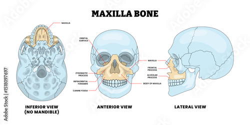 Maxilla Bone Human Skull Bone Structure Anatomy Diagram with Anterior and Posterior View, Educational Medical Poster Design Healthcare Scheme, Labeled Mandible, Jaw, Palate, Zygomatic,  Arch, Alveolar