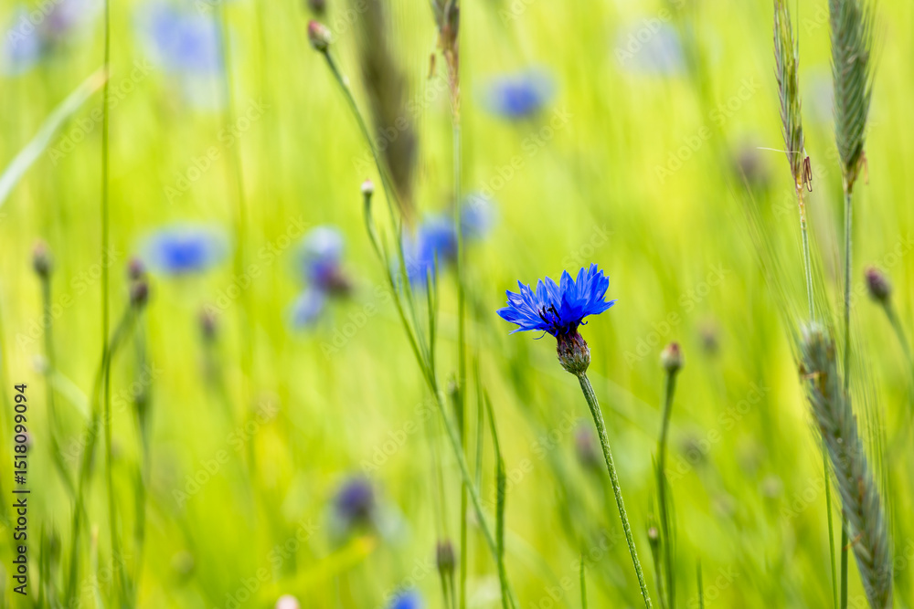 blue flowers on green grass blue flowers on green grass