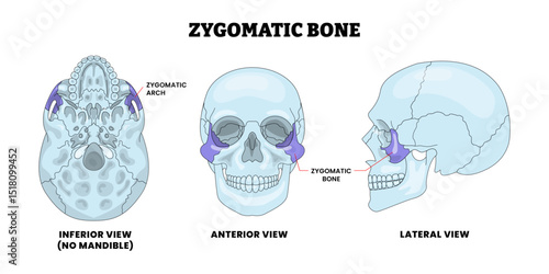 Zygomatic Arch Bone Human Skull Bone Structure Anatomy Diagram with Anterior and Posterior View, Educational Medical Poster Design Healthcare Scheme, Labeled Mandible, Jaw, Palate, Zygomatic, Arch.