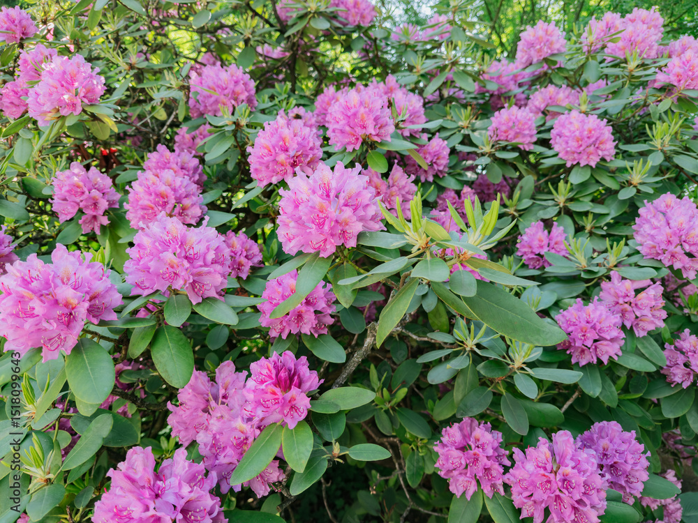 Obraz premium Close-up of vibrant purple hydrangea flowers in full bloom, lush and ornamental blossoms ideal for garden design, floral decor, and seasonal nature themes