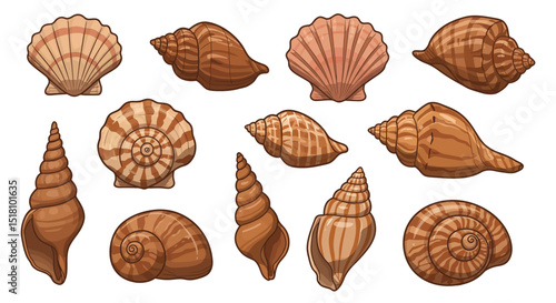 Collection of Illustrated Seashells with Brown and Beige Tones
