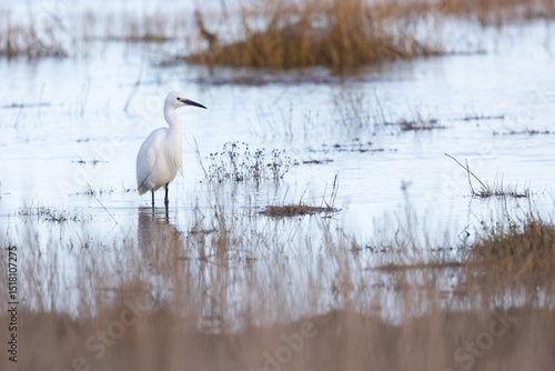 Little Egret (Egretta garzetta) standing in wetland habitat. Lindisfarne causeway, Northumberland coast in Spring