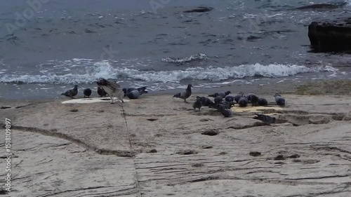 Pigeons peck food on the seashore. Caspian Sea. October 2024 year. Kazakhstan. Mangistau region.