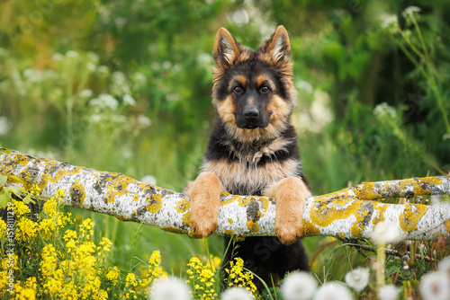 Konstfotografi cute german shepherd puppy standing on a fallen tree with his paws