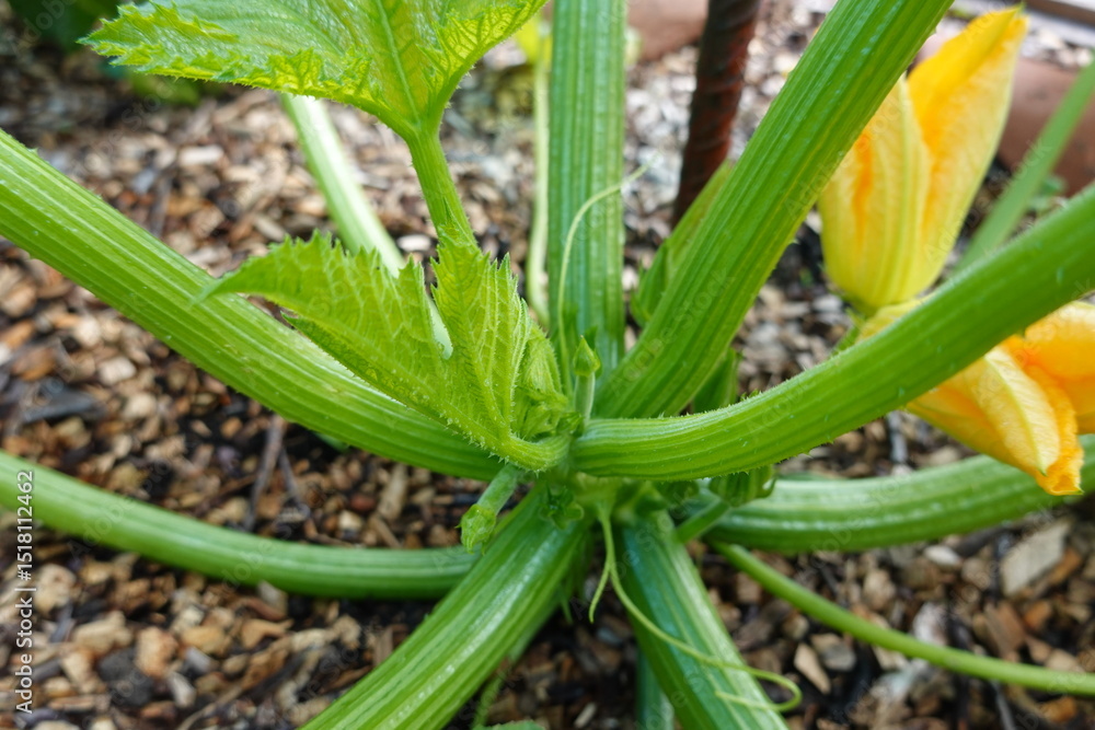 Obraz premium Zucchini plant growing in vegetable garden with mulch