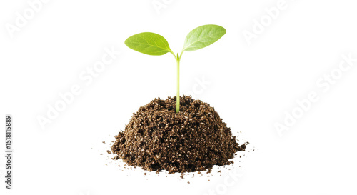 Isolated Small Plant in Soil