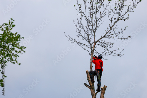 Un homme coupe des branches d'arbre. Un arboriste au travail. Émondeur.