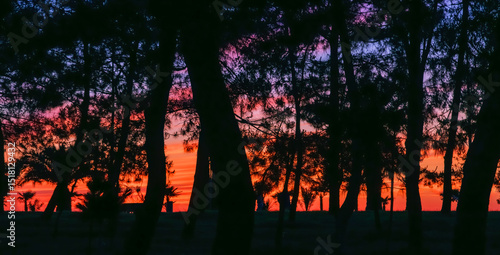 Photos Silhouetted trees against a colorful sunset