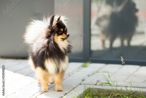 pomeranian dog portrait