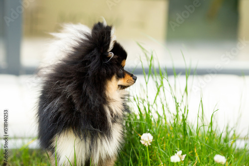 pomeranian dog portrait
