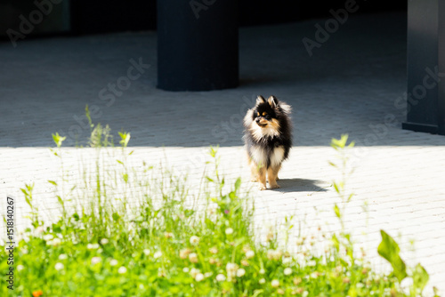 pomeranian dog portrait