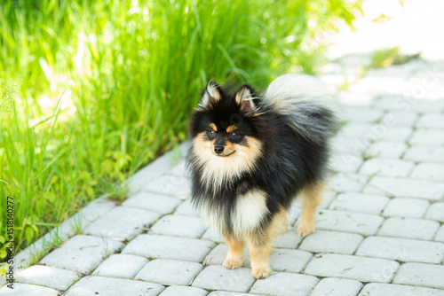 pomeranian dog portrait
