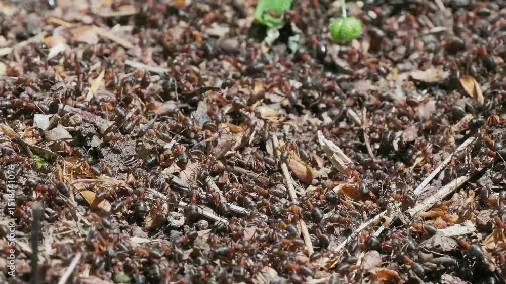 Southern Wood Ants on a Mound
Southern Wood Ants on a Mound