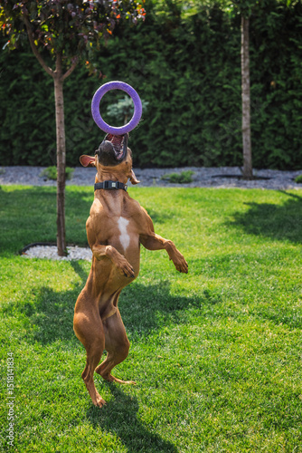 Fényképezés German Boxer dog jumping on green lawn to catch purple toy ring in sunny backyar