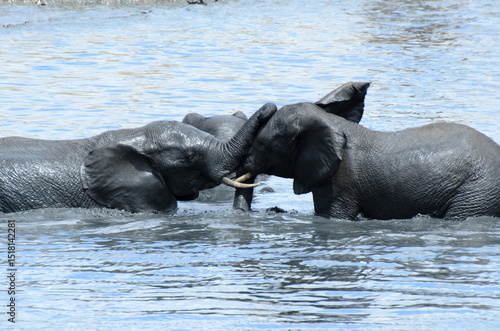 Schilderij op canvas Elephant groups playing in lake at Addo National Park