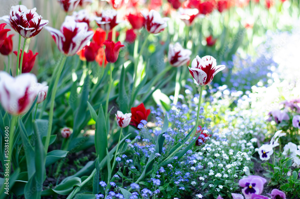 Beautiful tulips in the park Beautiful tulips in the park