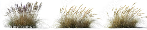  set of three side-view, cutout images of grasses on a transparent background