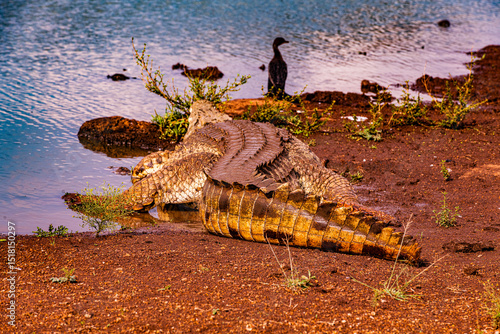 crocodile in the water