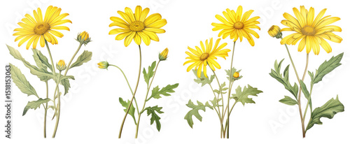 PNG Vintage yellow daisy illustration, element set on transparent background