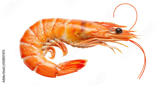Isolated Shrimp