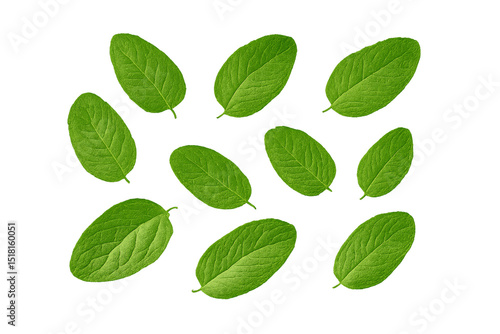Collection of bright green oval mint leaves arranged randomly displaying natural botanical details and textures, isolated on a transparent background