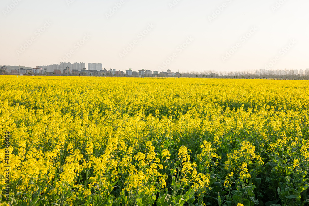 When rapeseed flowers bloom in spring, the entire field turns golden When rapeseed flowers bloom in spring, the entire field turns golden