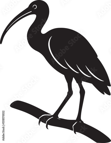 Ibis perched on branch silhouette illustration, Elegant wading bird black and white