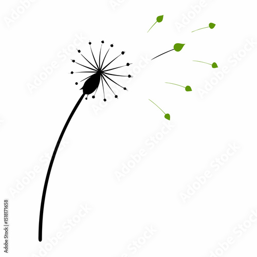 dandelion seeds on white background