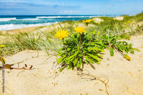 Düne mit dünengras an einemBlauen Ozean