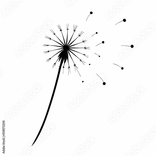 dandelion on white background
