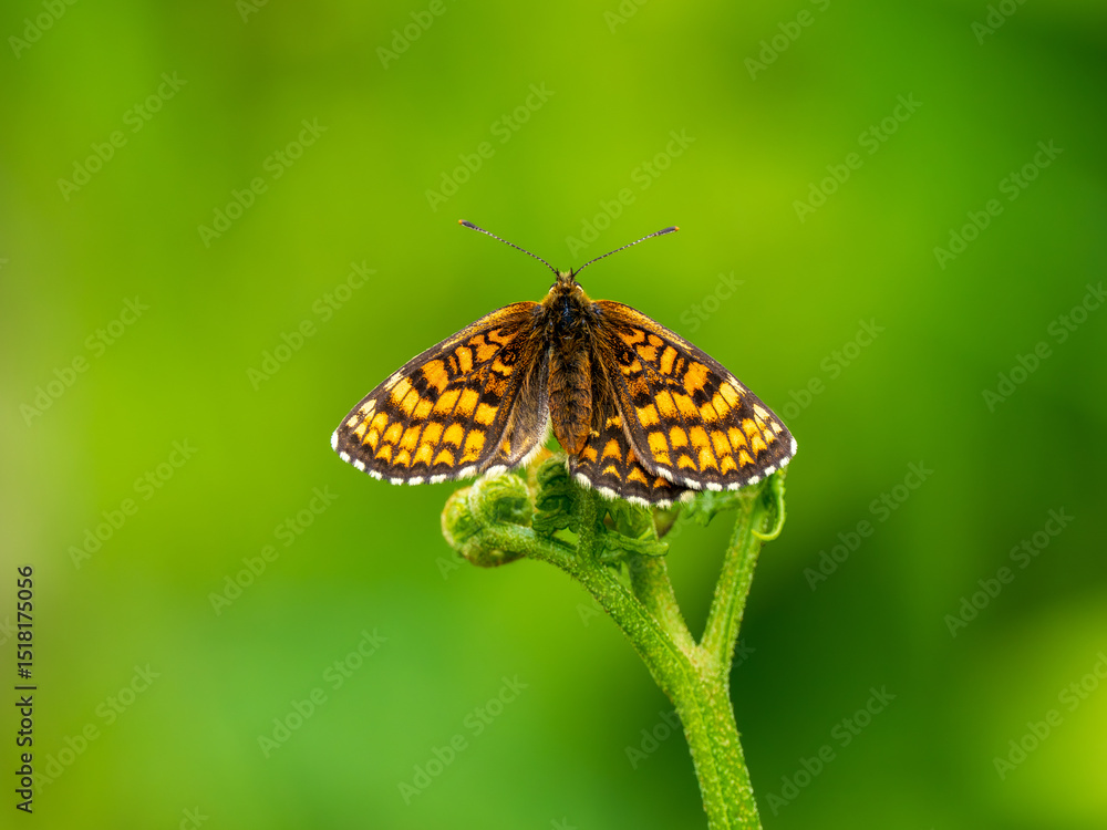 Obraz premium Heath Fritillary Butterfly on a Fern