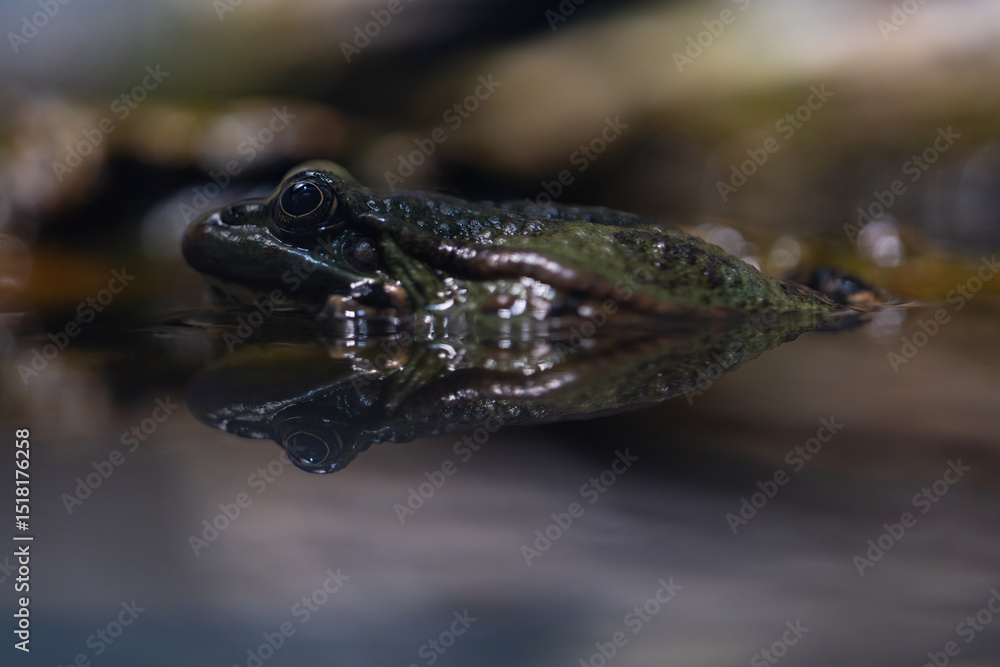 Fototapeta premium Petite Grenouille Verte d'Europe