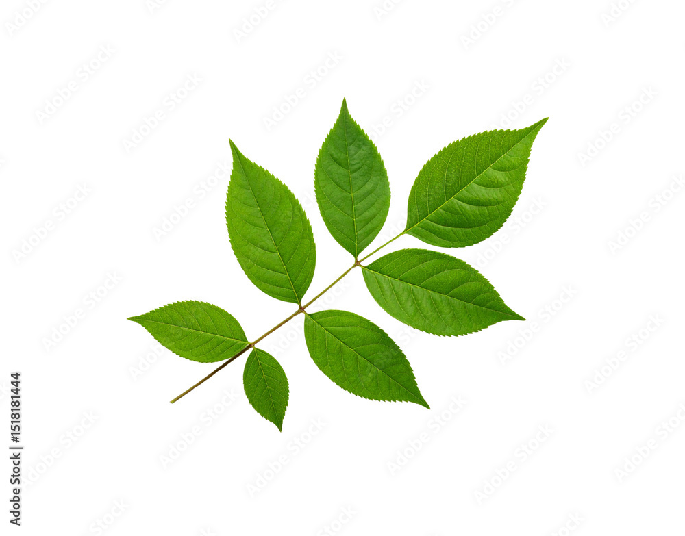 Bright Green Ash Leaf with Detailed Veins and Serrated Edges on Stem Bright Green Ash Leaf with Detailed Veins and Serrated Edges on Stem