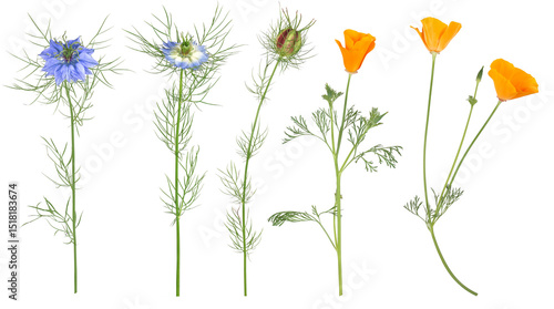 Blue love-in-a-mist, seed capsule and California poppy