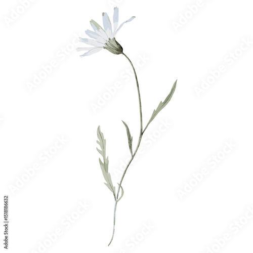Chicory flower illustration watercolor vector