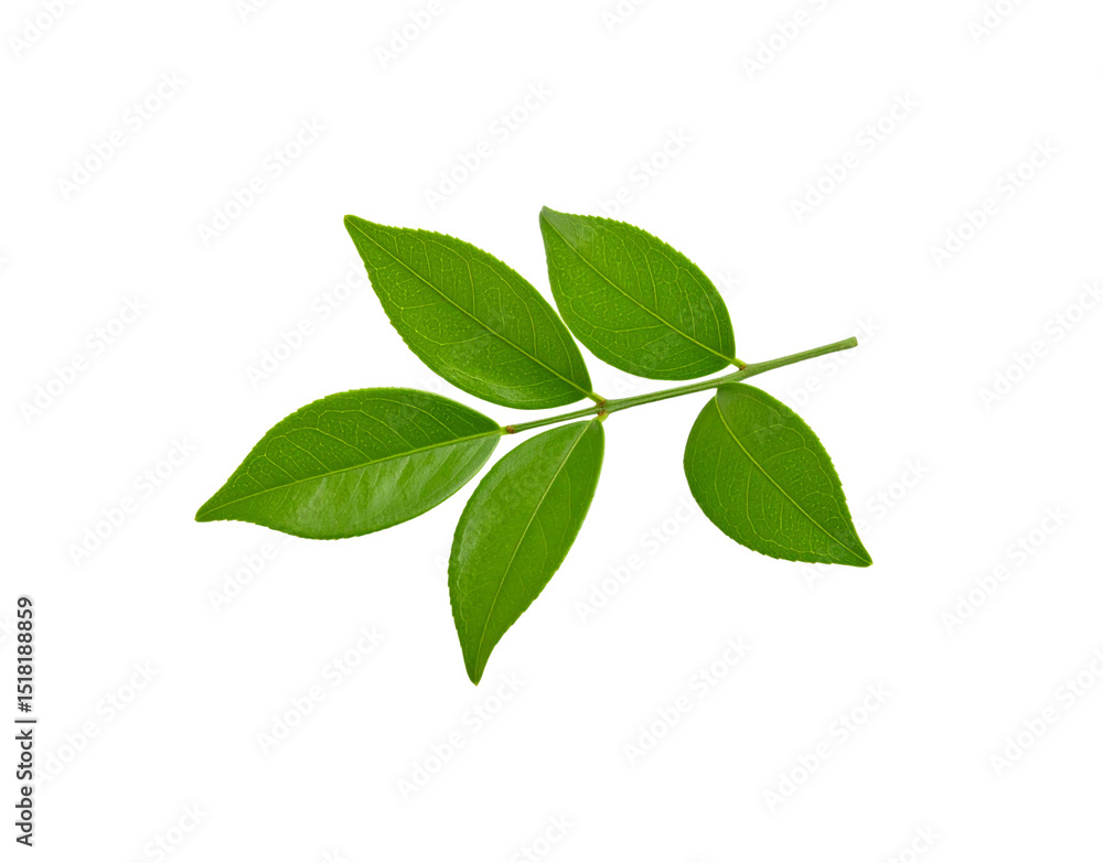 Fresh green leaves on a branch showcasing intricate vein patterns and vibrant color Fresh green leaves on a branch showcasing intricate vein patterns and vibrant color