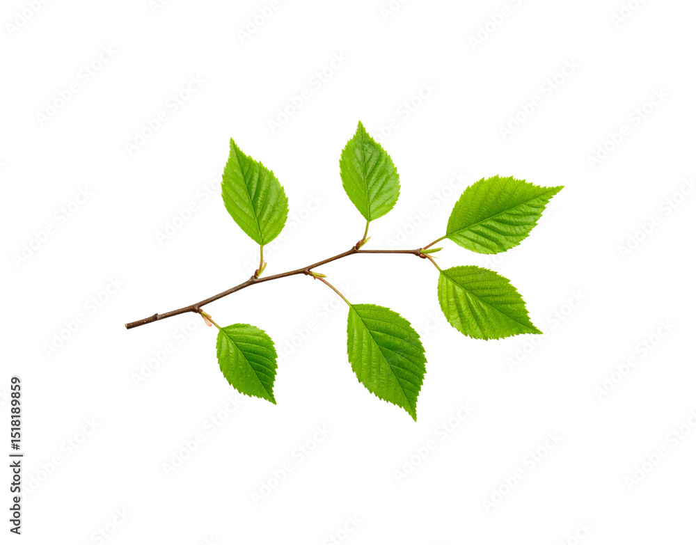Fototapeta premium Fresh green leaves on a twig vibrant and detailed against a transparent backdrop
