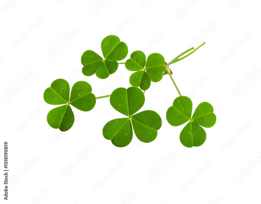 Obraz premium Fresh Shamrock Sprig Vibrant Green Leaves and Delicate Stems on Transparent