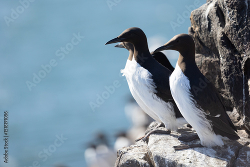 A group of Guillemots (Uria Aalge) looking out to sea from the rocky cliffs of the Farne Islands, Northumberland coast, UK in April, Springtime