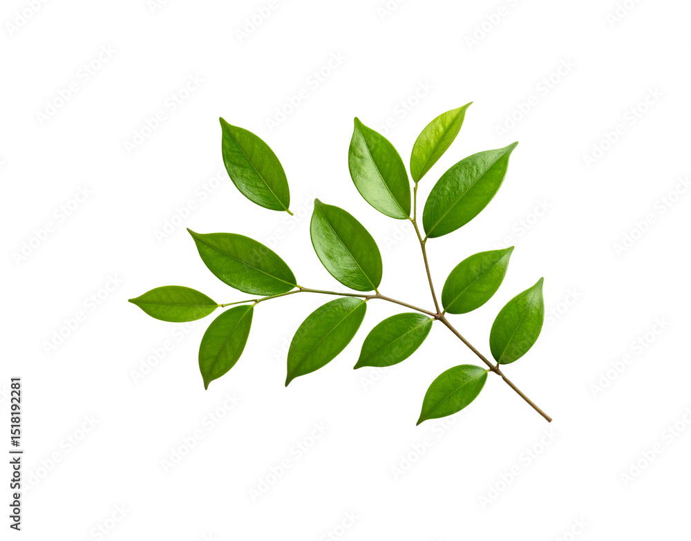 Glossy Green Leaves on a Branch Isolated Botanical Specimen with Detailed Veins Glossy Green Leaves on a Branch Isolated Botanical Specimen with Detailed Veins