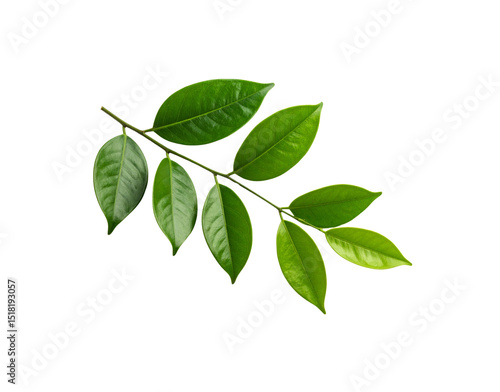 Glossy Green Leaves on a Branch Veins Visible Isolated on Transparent (2)