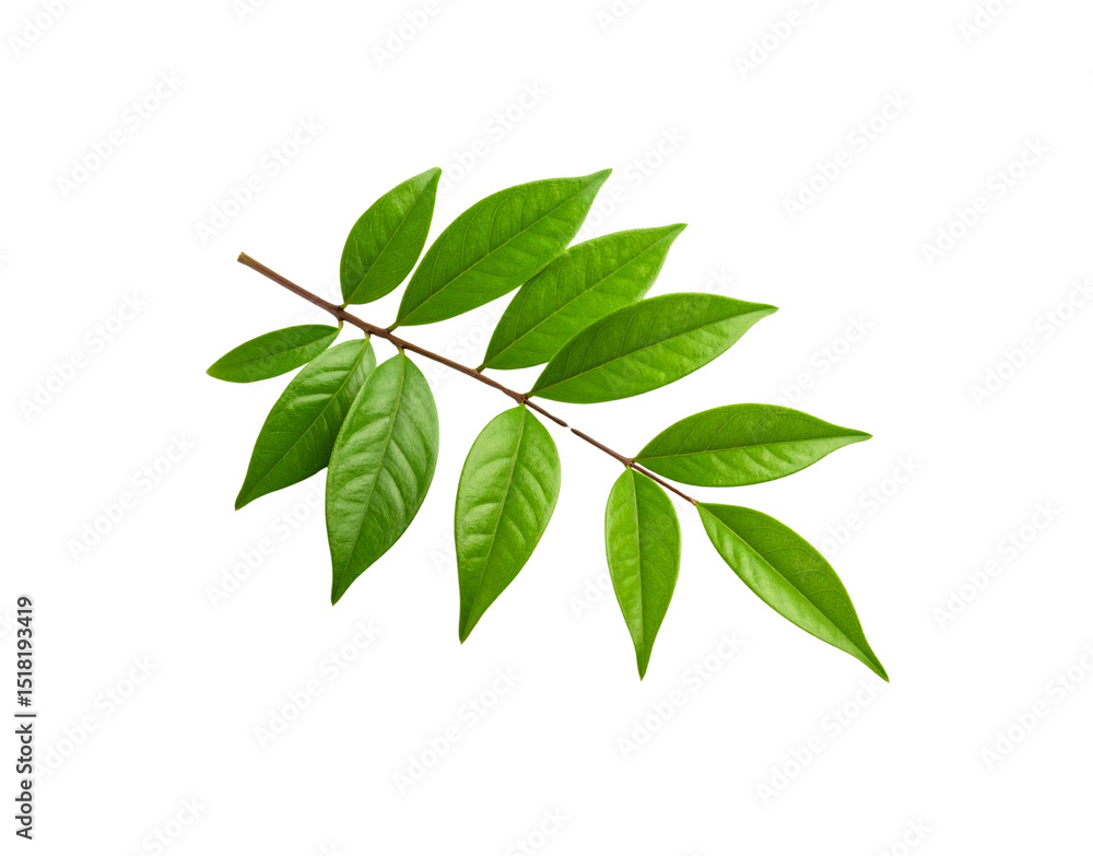 Glossy Green Leaves on a Branch Veins Visible Isolated on Transparent (4) Glossy Green Leaves on a Branch Veins Visible Isolated on Transparent (4)