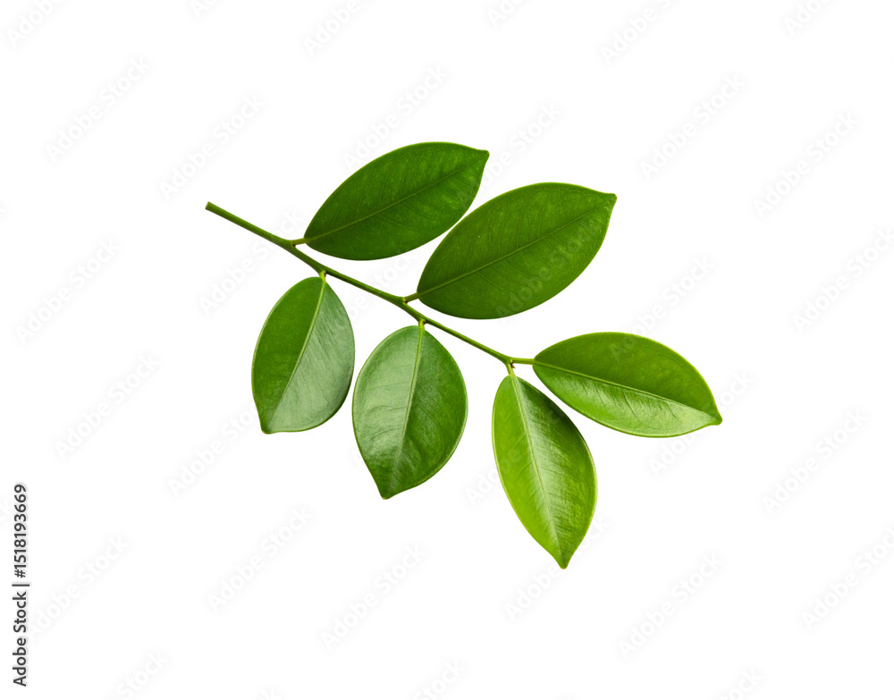 Glossy green leaves on a slender stem illuminated with soft natural light Glossy green leaves on a slender stem illuminated with soft natural light