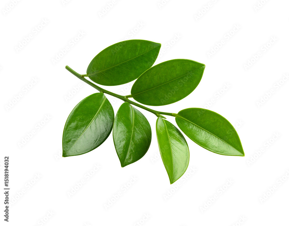 Glossy Green Zamioculcas Zamiifolia Leaves on a Branch Isolated Glossy Green Zamioculcas Zamiifolia Leaves on a Branch Isolated