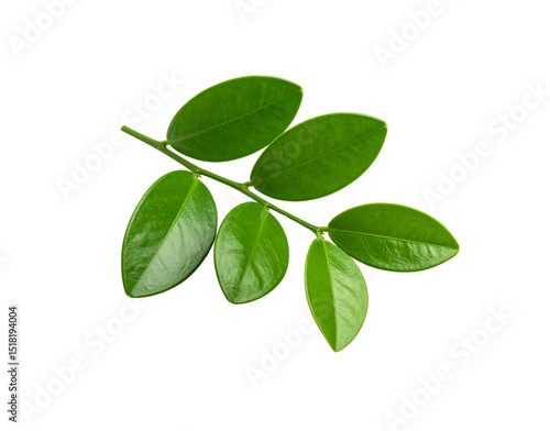 Glossy green Zamioculcas zamiifolia branch with six oval leaves isolated
