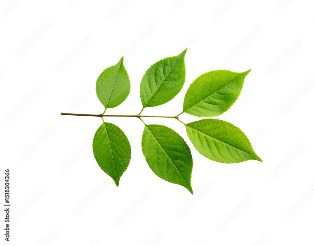 Fototapeta premium Vibrant Green Leaves on a Branch with Detailed Veins and Serrated Edges