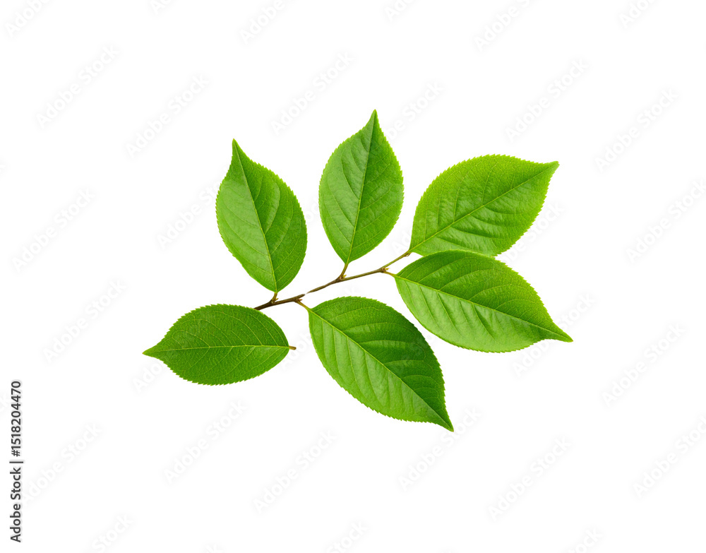 Vibrant green leaves on a twig showcasing detailed venation and serrated edges Vibrant green leaves on a twig showcasing detailed venation and serrated edges