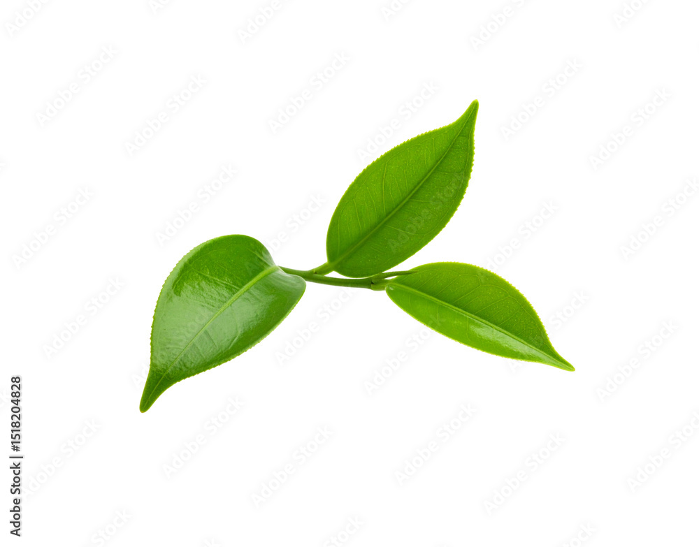 Vibrant Green Tea Leaves with Intricate Veins and Delicate Serrated Edges Vibrant Green Tea Leaves with Intricate Veins and Delicate Serrated Edges